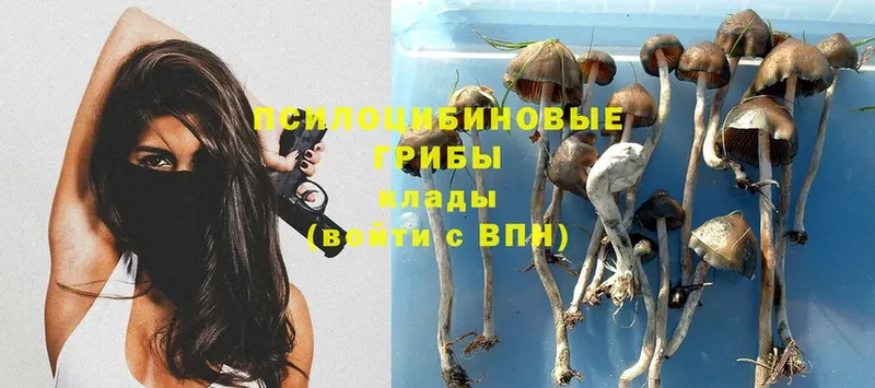 как найти   ссылка на мегу как войти  Псилоцибиновые грибы Psilocybe  Златоуст 